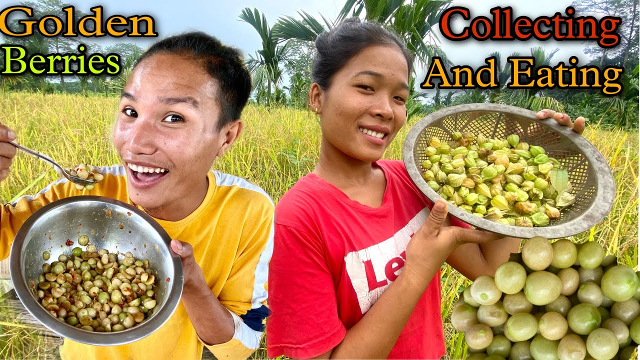 Golden Berries Collecting And Eating With Chilly And Dry Fish || Village Life Happy Life🥰