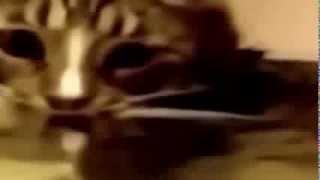 Кошки. Фото и видео приколы! Кошки. Фото и видео приколы!