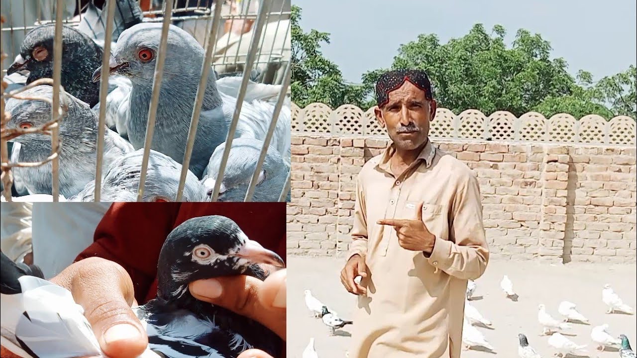Tower Market Me Kabutar Ka Rate Kya Hai Anara Kabootar 2000 Rupaye tattoo-making-in-pakistan-how-much-can-a-single-tattoo-cost-daily
