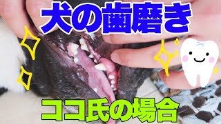 歯石が全部取れた犬用歯磨きグッズと今(２歳半)のココの歯の状況