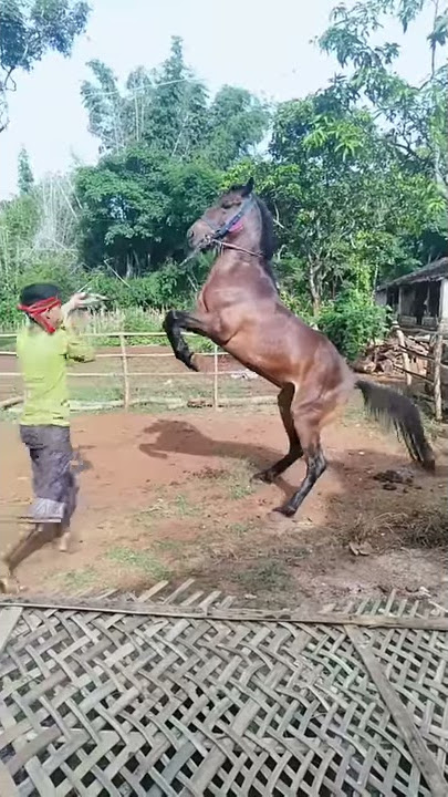 Latihan kuda kencak talango lucu