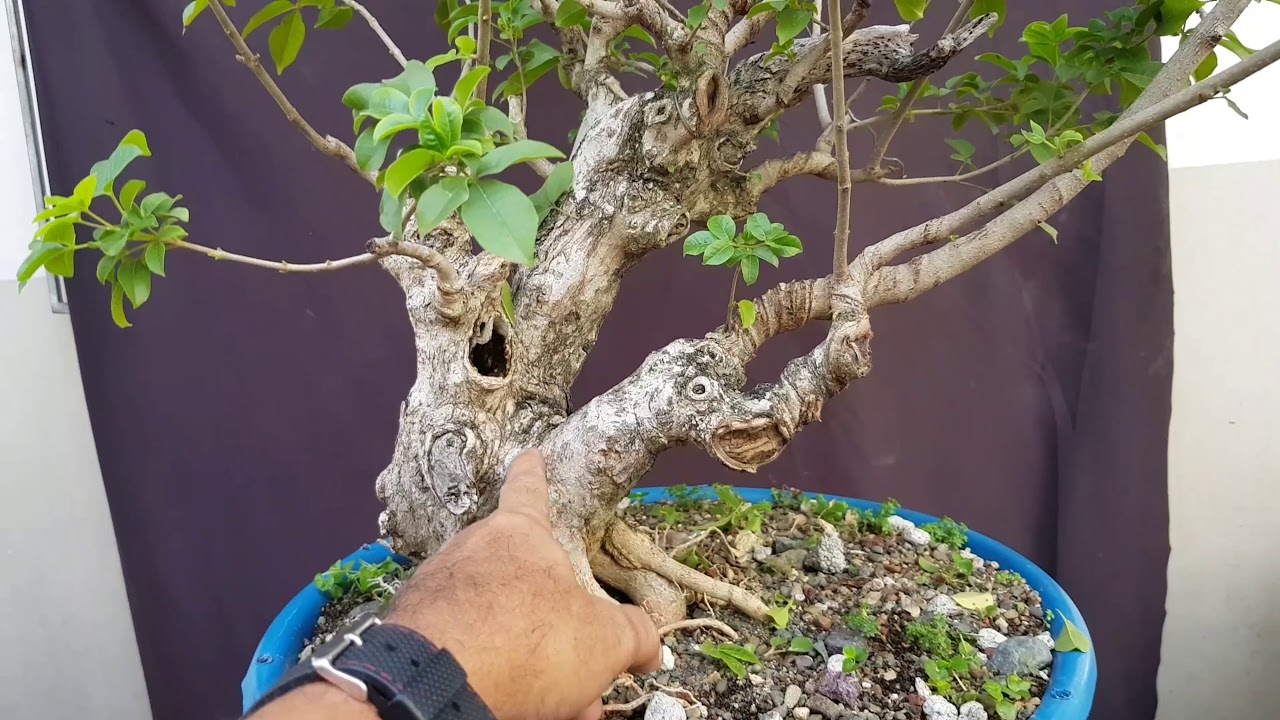 Bonsai Tugas Bonsai: Creating Major Line