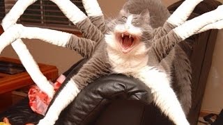 мегаловкий кот-паук мегаловкий кот-паук