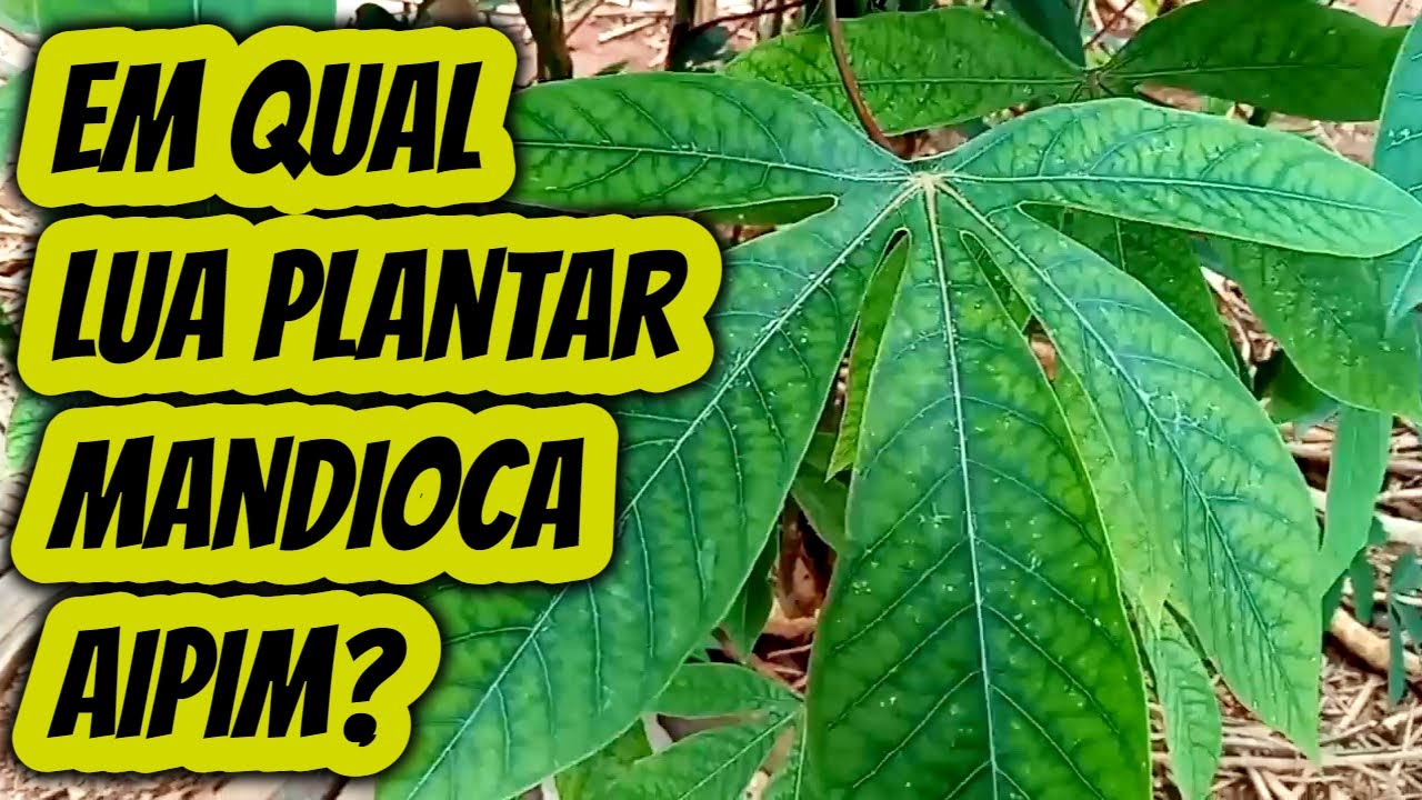 Em qual lua plantar Mandioca. Qual melhor lua cultivar aipim macaxeira ...