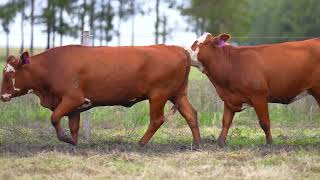LOTE 135