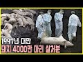 대만 돼지, 공포의 전염병 &#39;구제역&#39;으로 전멸 위기 (KBS_1997.05.05.방송)