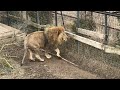 Тайгановский лев гигант! Тайган  Lions in Crimea