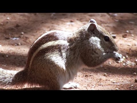 Indian palm squirrel : a mythological legend