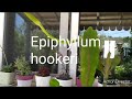 Эпифилум Ночное Цветение✨ Epiphyllum hookeri blooming