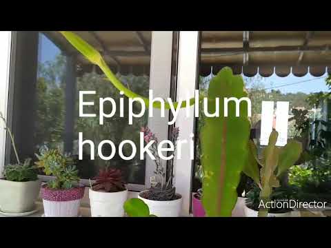 Video: Epiphyllum (69 Fotos): Pleje Af Phyllocactus Derhjemme. Hvorfor Kaldes Den En Skovkaktus? Avlsfunktioner