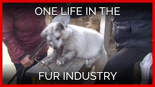 One Life in the Fur Industry
