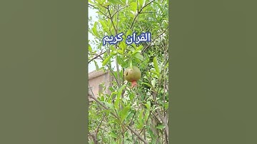 تلاوة خاشعة تريح القلب💜💜إني جزيتهم اليوم.... إسلام صبحي |#خواتيمسورةالمؤمنون#اسلام_صبحي