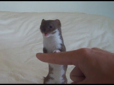 Playtime with Ozzy the Weasel.