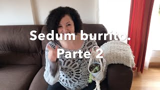 Sedum morganianum o Sedum burrito. Parte 2