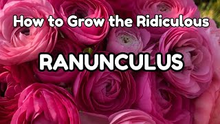 How to Grow the Ridiculous But Gorgeous Ranunculus Flower🌸🌸🌸