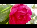 花と音楽💐 ♫楽しいショティッシュ 曲/スウェーデン民謡🇸🇪