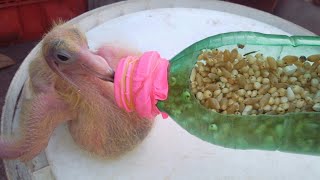 How To Feed A Baby Pigeon ¦ Kabutar K Bachy Ko Hand Feed kese kary