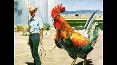 PZ TEAMTAGE #210 SNIPING SHOWDOWN RESPONSE [HJ]