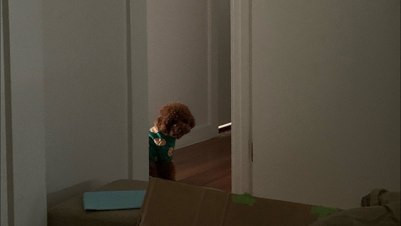Cute toy poodle annoyed and growling at her toy
