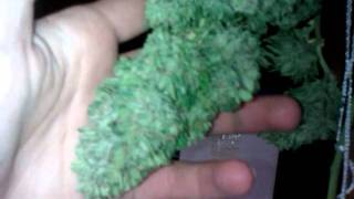 Pineapple chunk harvest part 3