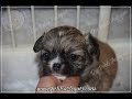 Elevage chihuahuas vidéo youtube - Petit chiot chihuahua poils longs