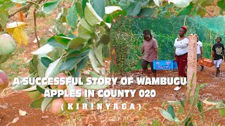 A SUCCESSFUL STORY OF WAMBUGU APPLES IN COUNTY 020(KIRINYAGA)