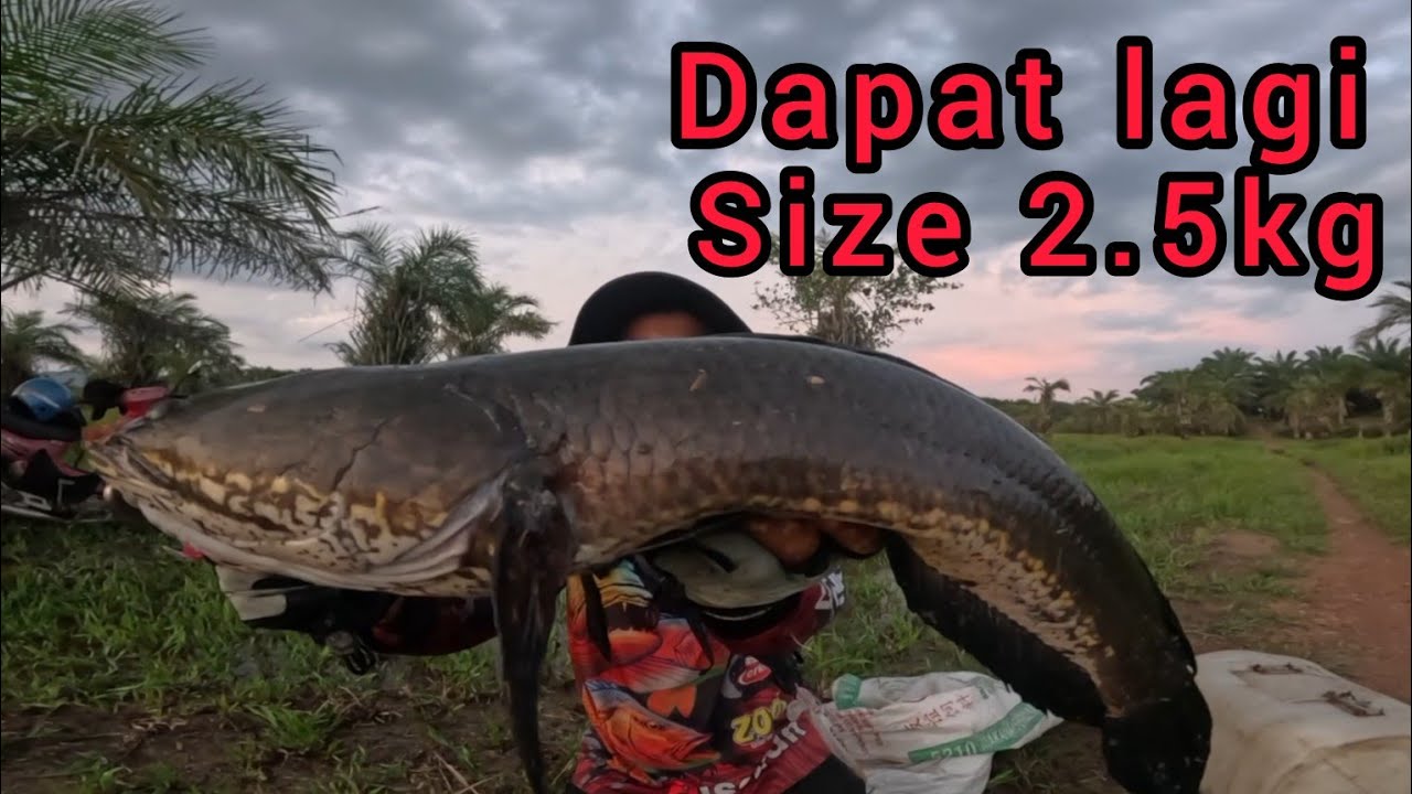 Spot ini kalau banjir ikan nya keluar dari sarang