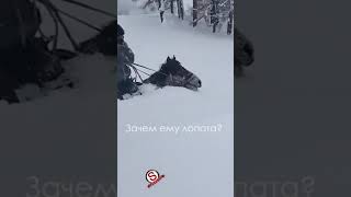 А снег все шел ... На лошади в снегу