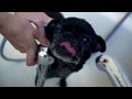 Immi the Pug takes a bath