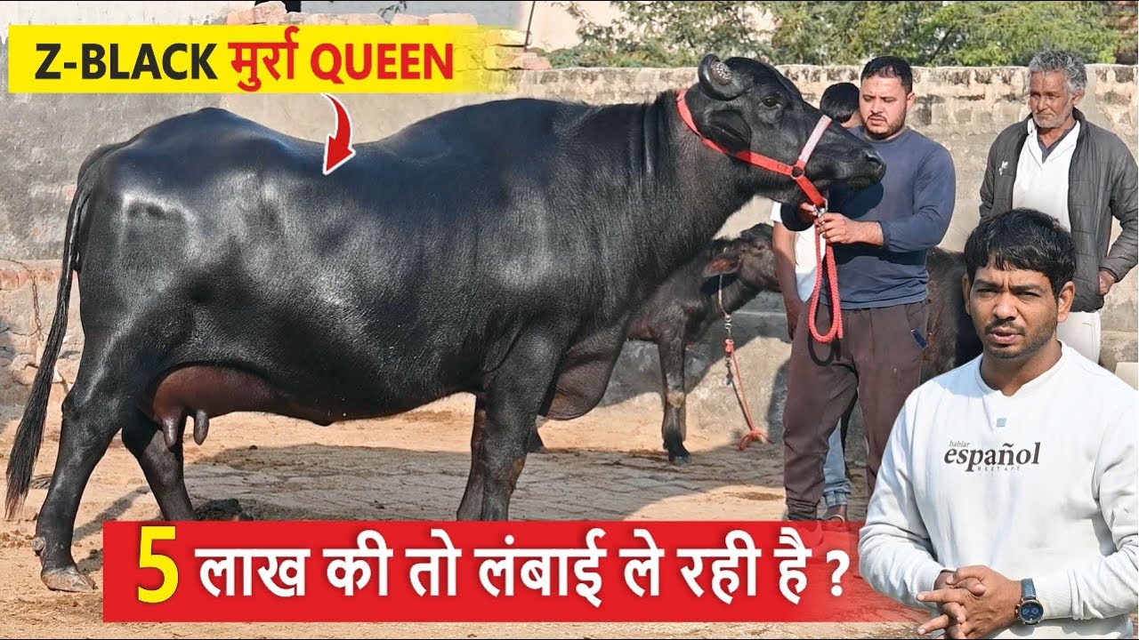 5 लाख की तो लंबाई ले रही है ? Z-BLACK मुर्रा QUEEN || PONA & VIKAS, BHARON JIND