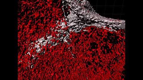 3D Rendering of Surfaces generated by Second Harmonics and Confocal Imaging Endothelial Cells