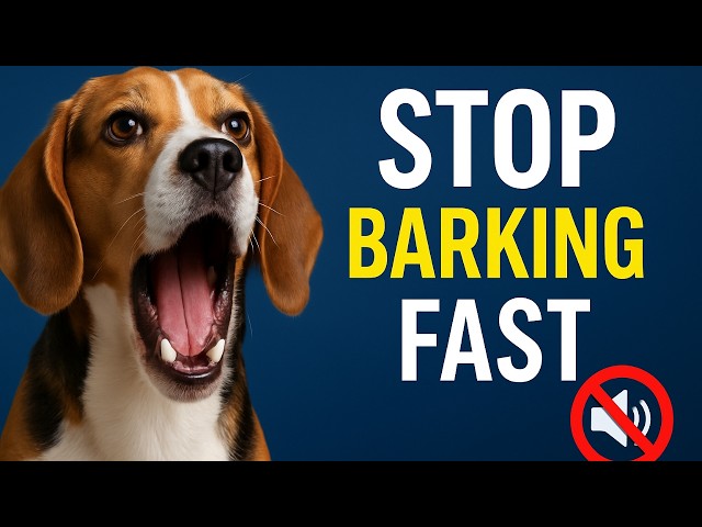 Address Barking When Your Beagle Is Alone