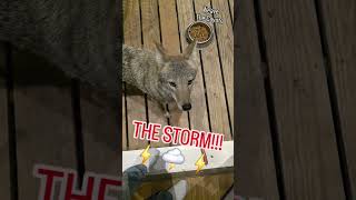 видео: АТАКА СКАНСА!!!🐺 #weavethecoyote #койот #утиныйхоллидей #собака #щенок #питбуль #милый #животные ... картинка: АТАКА СКАНСА!!!🐺 #weavethecoyote #койот #утиныйхоллидей #собака #щенок #питбуль #милый #животные ...