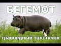 БЕГЕМОТ - Травоядный толстячок