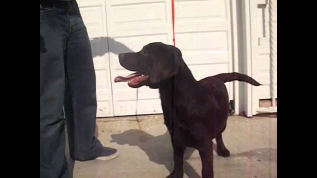 Cobrador de Labrador. Macho 2. Perros Labrador en venta. compromiso