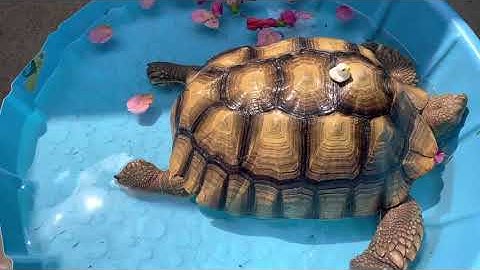 How To Soak Your Tortoise