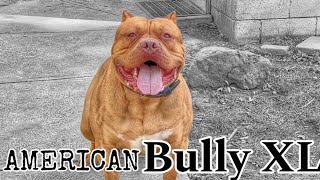 AMERICAN BULLY XL #kingdombullykennels #xlbully #kennel