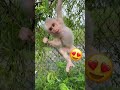 いたずらお猿さん😍🐵🐒😜#monkeyvideo #cute #monkeys #monkey #funny #monkeydluffy #monkeylove #animals #usa