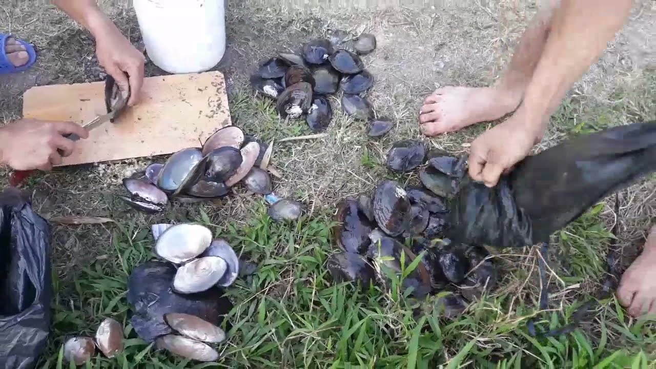 Country Fun #Shorts - YouTube