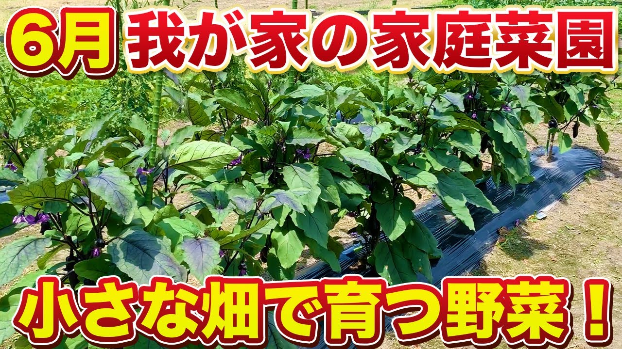 6月・家庭菜園】我が家の畑をぐるーっと1周見てみよう！皆さんの畑と