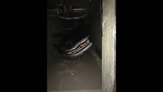 Basement Wolf (Trevor Henderson) Sounds