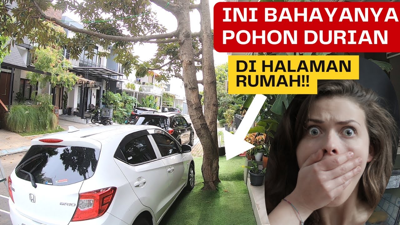 Trend Tanam Pohon Durian Di Halaman Rumah - Ini Resiko Dan Bahayanya