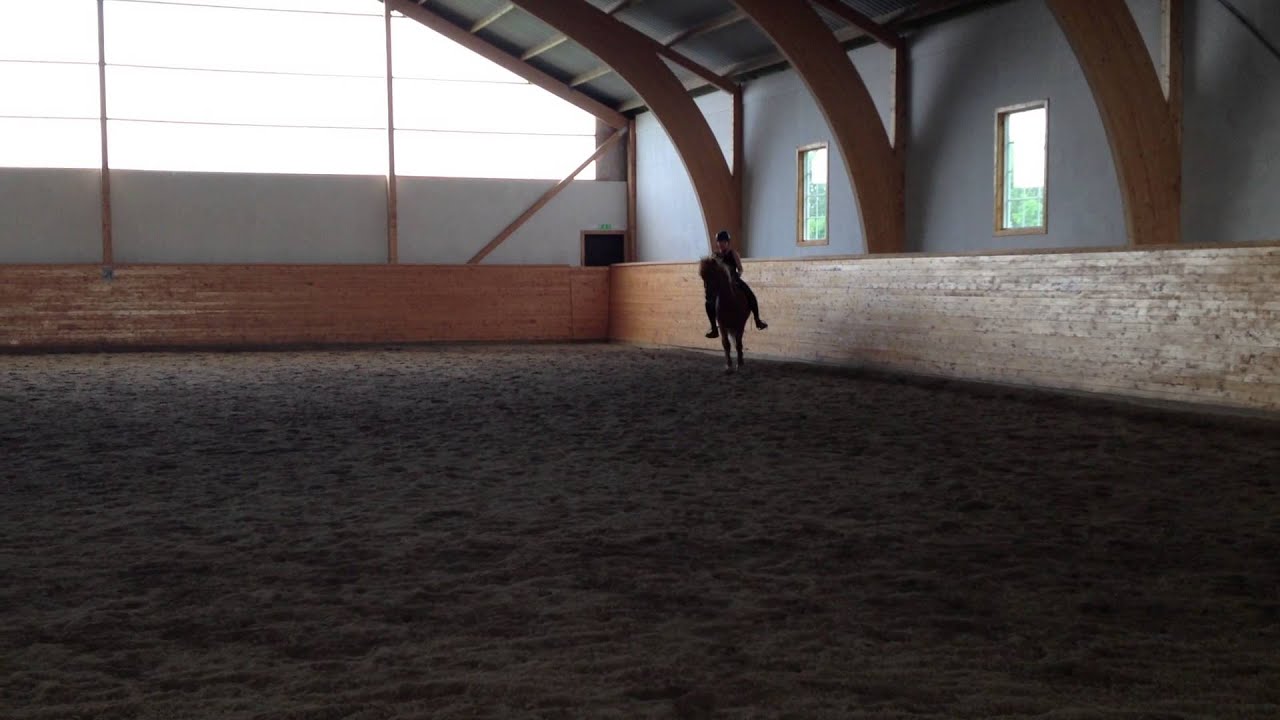 Dugur från grangården tillsalu tölt.