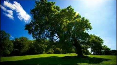 سورة الحجرات  sorat al-hujurat  -  وليد النائحي