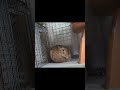 【発見】実はウサギは股に手を挟んで温めていた・・・　#うさぎ #発見 #なるほど