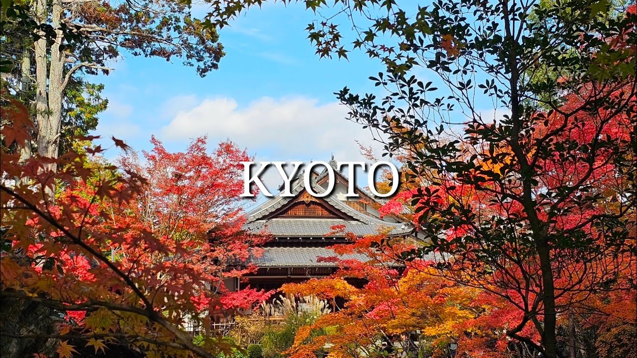 [일본여행 🇯🇵] 단풍으로 시작해서 단풍으로 끝나는 교토여행 | 교토 단풍 명소 추천