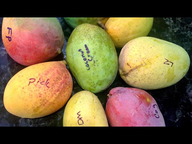 The 4 Best Mango Varieties​