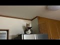 覗き込むとこっちを見てくる猫