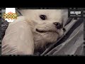 태어나 처음.. 지옥같은 개농장 밖 세상을 만난 강아지들ㅣFirst-Ever Freedom Came To Dogs Locked Up In A Dog Farm