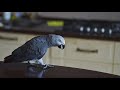 ✅ ВСТАЛА НЕ СТОЙ НОГИ (1 января)🤣 ЖАКО ПЕТРУНЯ 🐦FUNNY PARROT ZHAKO PETRUNYA 🔥 (СУБТИТРЫ) #Shorts